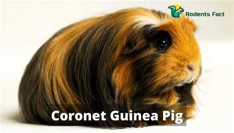 Coronet Guinea Pig | The Most Adorable Hybrid Guinea Pig Facts