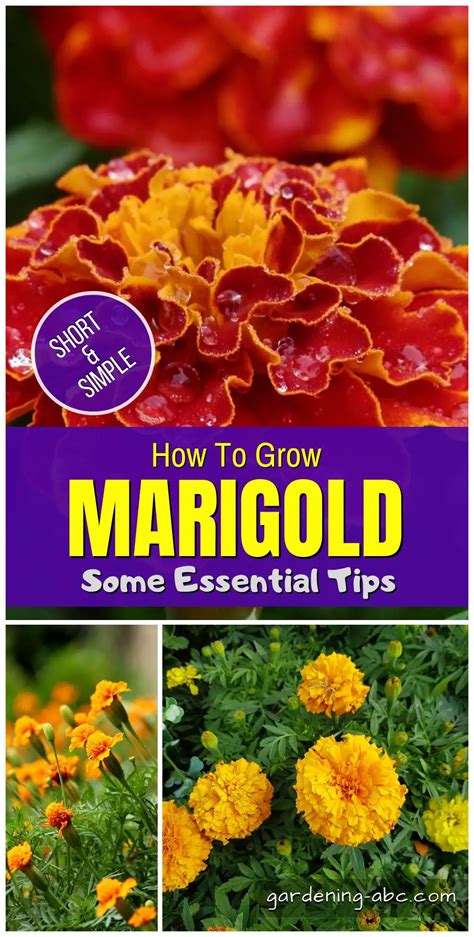 How To Grow Marigolds An Essential Guide For Growing Marigold Plants