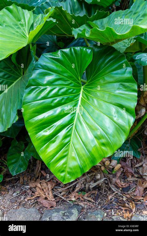 Very Large Fresh Lush Green Leaf Of The Tropical Vine Or Climber