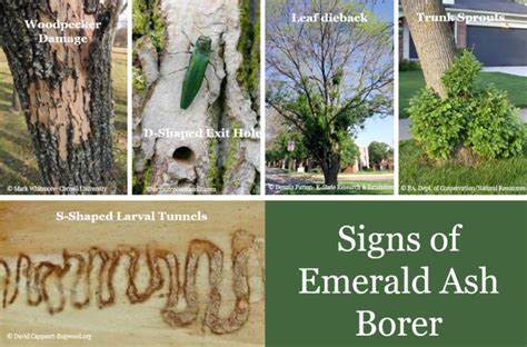 Emerald Ash Borer EAB SLELO PRISM