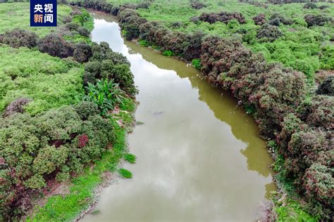 广州海珠国家湿地公园成功列入国际重要湿地名录 广东已有6处入选南方网