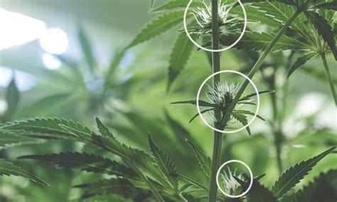 Cómo identificar los pistilos y su rol esencial en el cultivo de cannabis