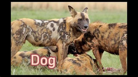 animal carnivore characteristic  hewan karnivora carnivores