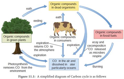 Carbon Cycle - different stages or processes