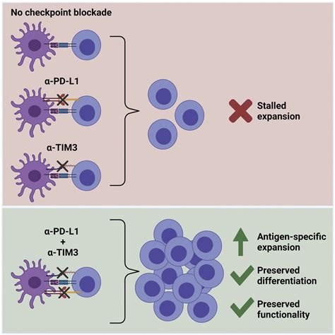 Combined Pd L1 And Tim3 Blockade Improves Expansion Of Fit Human Cd8