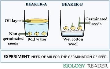 What is Germination of Plant? Definition, Process & Factors Affecting ...