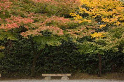 Japanese autumn scenery stock photo. Image of colors - 24192906