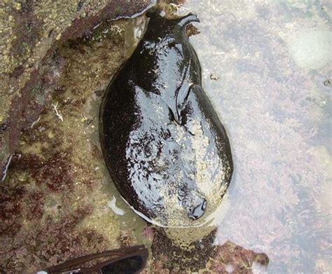 男子海邊遊玩發現超大「鼻涕蟲」生物，還會噴紫色液體防衛！ 每日頭條