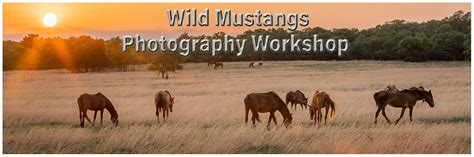 Wild Mustangs Photography Workshop – Greg Disch Photography