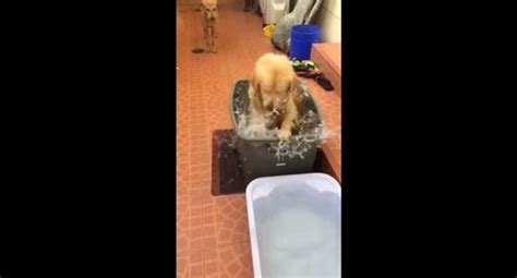 Golden retriever prend son bain Vidéo Dailymotion