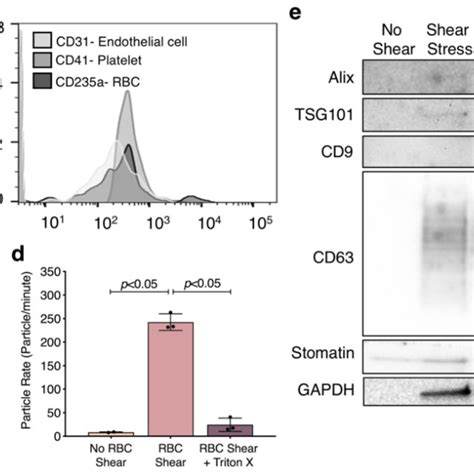 Circulating Human Rbc Ev Detection And Shear Induced Rbc Ev