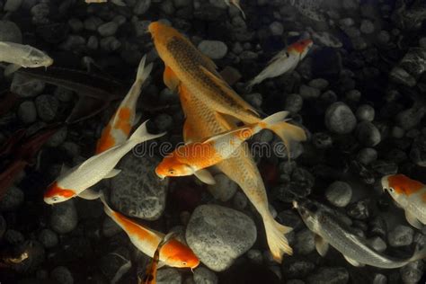 As Carpas Japonesas Bonitas Do Koi Nadam Na Parte Inferior Da Lagoa De