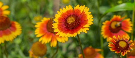 Blanket Flower Seeds For Sale Perennial Gaillardia Sow Right Seeds