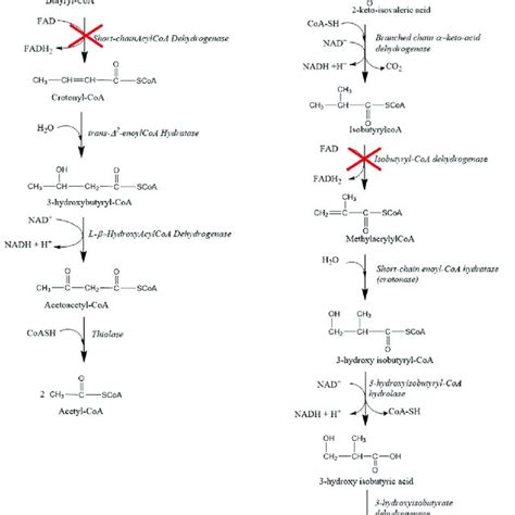 Metabolic Pathways A Medium Short Chain Fatty Acid β Oxidation B Download Scientific