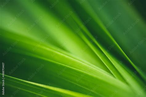 Dark green leaf texture, Natural green leaves using as nature background wallpaper or tropical ...