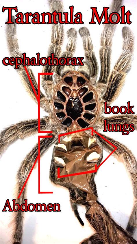 Sexing Tarantulas Using Molts Toms Big Spiders