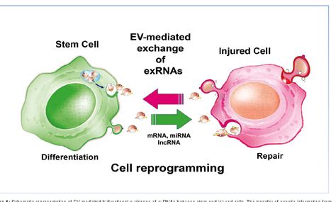 Figure From Role Of Stem Cell Derived Extracellular Rna Carrying