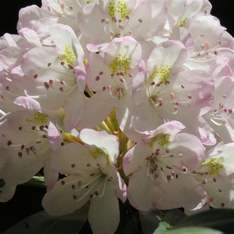 Mountain Laurel Photograph By Kimberly Weir Pixels