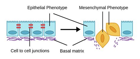 Epithelial Mesenchymal Transition Labster