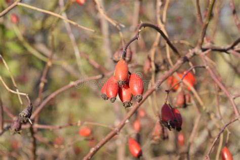 Le Anche Imbussolano Con Le Bacche Mature Bacche Di Una Rosa Canina Su