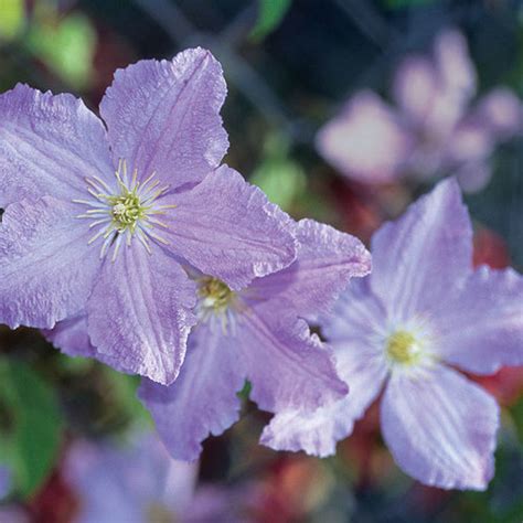 Blue Angel Clematis FineGardening