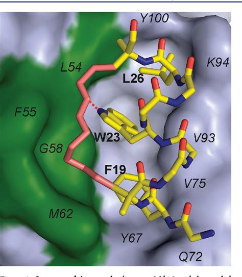 Figure 1 From Structure Of The Stapled P53 Peptide Bound To Mdm2