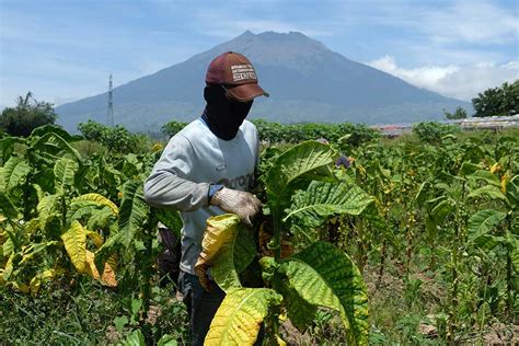 Produksi Tembakau Di Temanggung Mencapai Ton Per Tahun