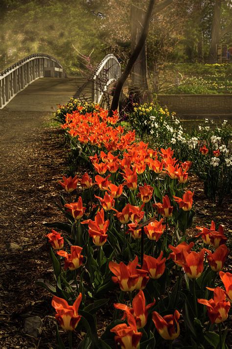 Tulips Photograph By Jay Stockhaus Fine Art America