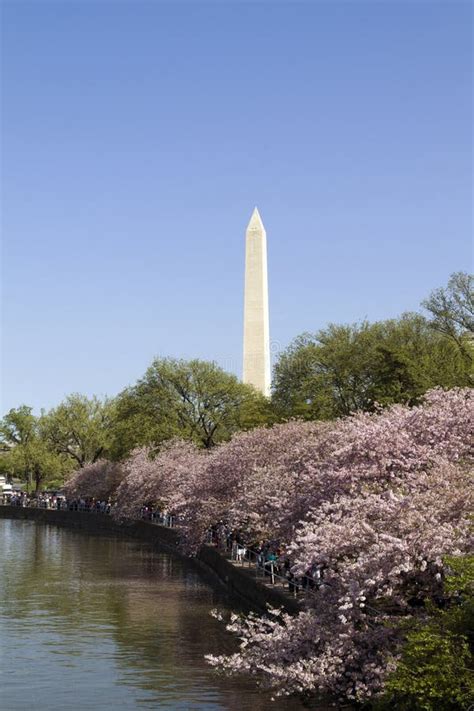 Washington Monument With Cherry Blossoms Stock Photo Image Of Cherry