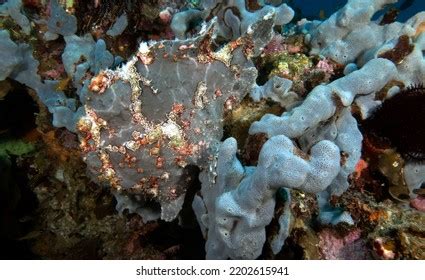 Painted Frogfish Stock Photos Images Photography Shutterstock