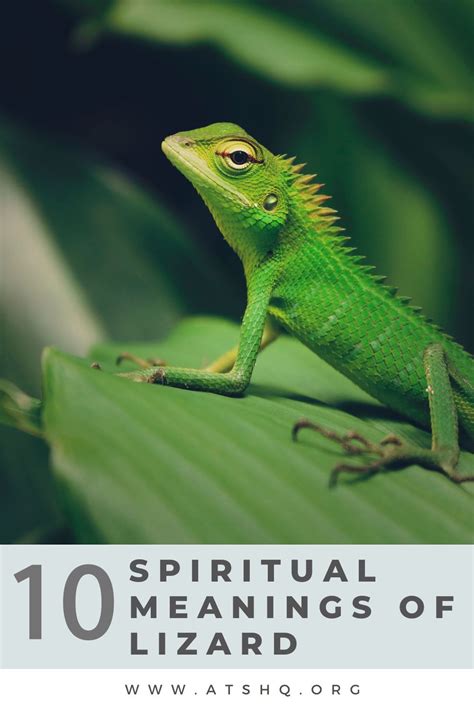 Lizard Symbolism Spiritual Meanings Of Lizard