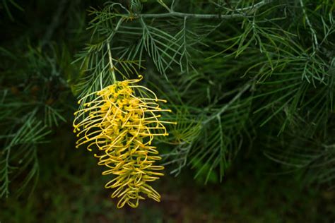 160 Yellow Grevillea In The Australian Bush Stock Photos Pictures