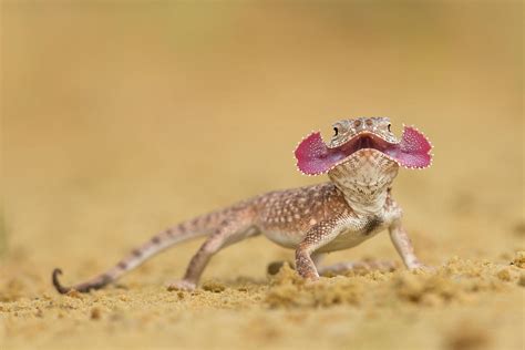 Secret Toadhead Agama Phrynocephalus Mystaceus By Milan Zygmunt