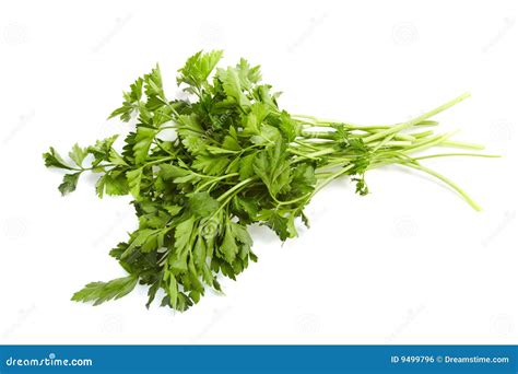 Fresh Vegetables Parsley Stock Photo Image Of Nutrition 9499796