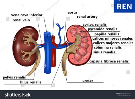 Kidney Adrenal Gland Basic Anatomy Structure