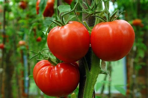 25 Tomato Seeds Tomato Heatmaster F1 Slicing Tomato Heavy Etsy