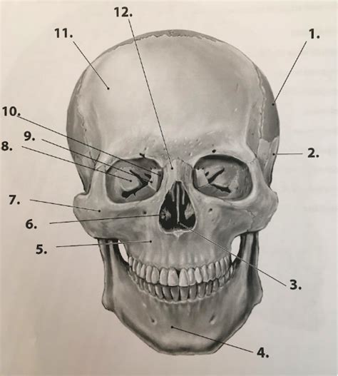 Anterior View Of Skull Diagram Quizlet