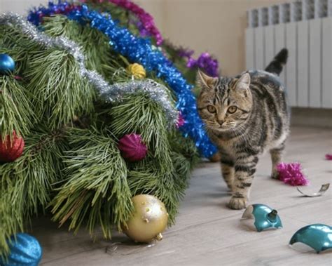 How to Keep Your Cat Out of Your Christmas Tree: A Cat Trainer and a Vet Offer Tips