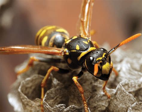 Yellow Jackets Nest Removal Long Island | EcoTech Pest Control Inc.