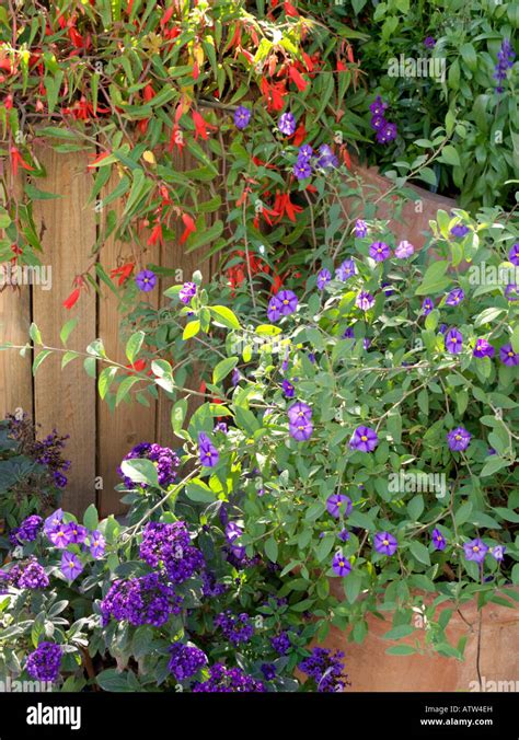 Blue Potato Bush Lycianthes Rantonnetii Syn Solanum Rantonnetii