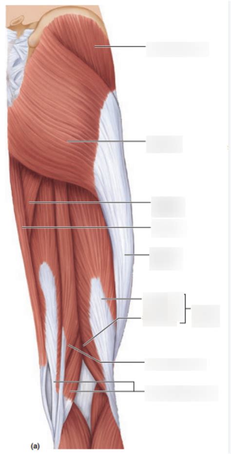 Bio Posterior Leg Muscles Diagram Quizlet