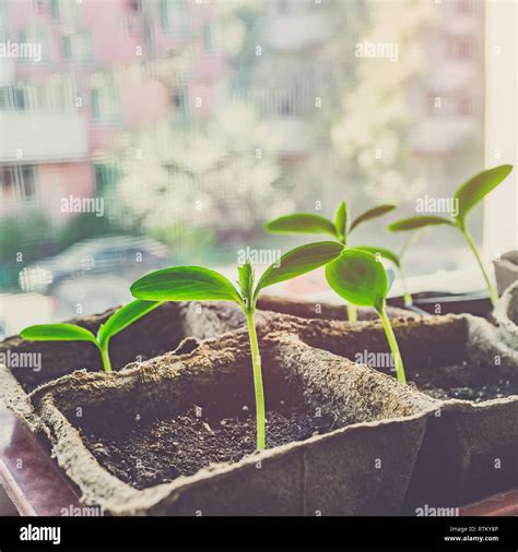 Las Plántulas De Pepino De Siembra Adecuada En El Jardín Ecológico Cultivando Plantas De Vivero