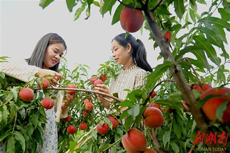 早熟黄桃抢鲜上市 焦点图 乡村振兴 华声在线