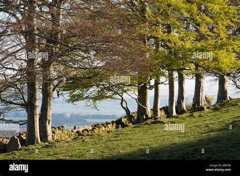 A View Over Farmland Through A Line Of Beech Trees In Rural