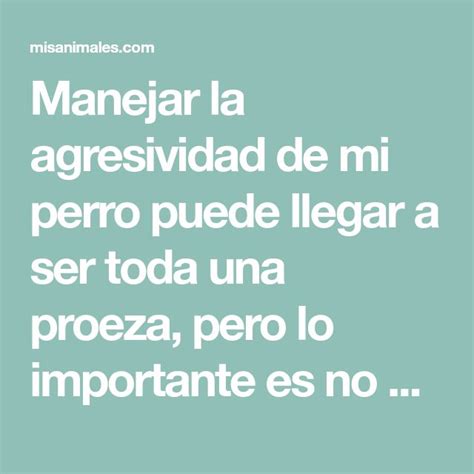 5 Recomendaciones Para Manejar La Agresividad De Mi Perro Manejar