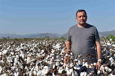 Pamuk Üreticileri Zorlu Bir Sezon Geçiriyor Haberler