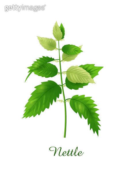 Nettle Plant Green Grasses Herbs And Plants Collection