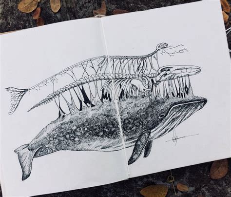 Anatomical Blue Whale Pen Drawing | Pen drawing, Drawings, Blue whale