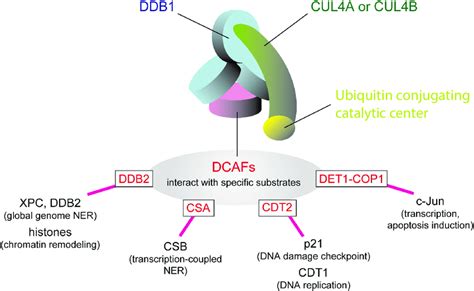 4 DNA Damage Recognition And Specification By CUL4A And CUL4B The