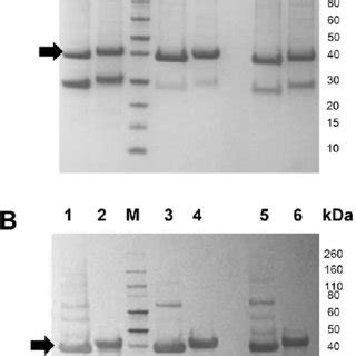 A SDS PAGE And B Western Blot Anti His Analysis Of The Purified